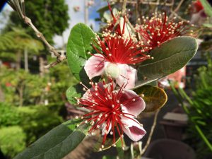Acca sellowiana