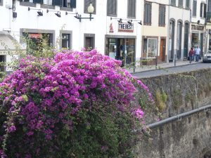 Bougainvilea
