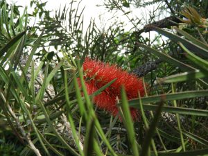 Callistemon speciosus
