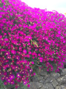 Carpobrotus chilensis