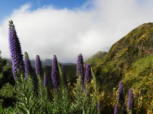 Echium candicans