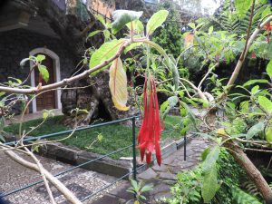 Fuchsia