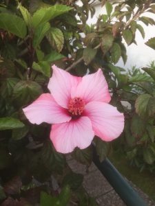 Hibiscus