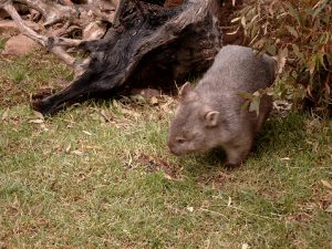 Daar is dan de Wombat