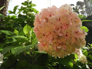 Hortensia