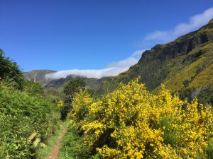 Bergwand vol Brem