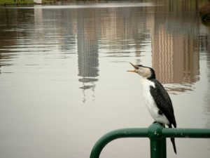 Aalscholver aan de Yaraa river in Melbourne