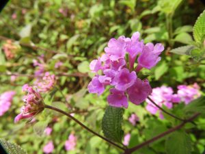 Lantana montevidensis