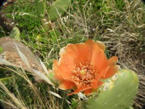 Opuntia