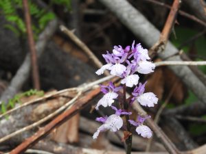 Orchidee