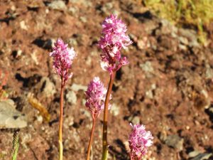 Orchis quadripunctata