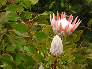 Protea cynaroide