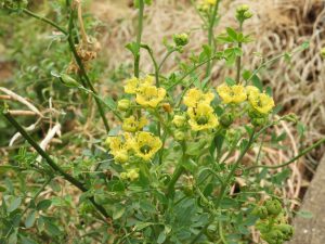 Ruta chalepensis sterk geurend