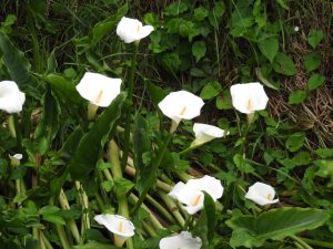 Zantedeschia