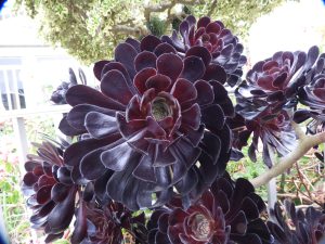 aeonium