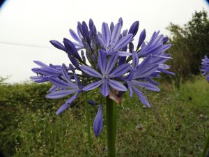 agapanthus africanus
