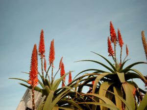 Aloe