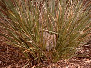 Bettong een beetje verstopt