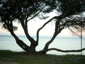 Indented head
