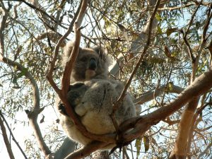 Koala in de boom