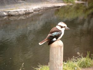 Kookaburra op paal