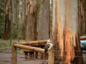 Kookaburra