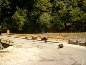 normaal straatbeeld