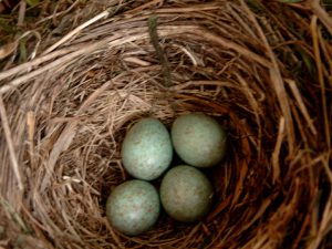 Nest bij mij in de achtertuin