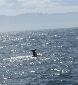 tail