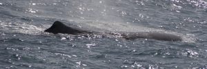 De Walvis gespot