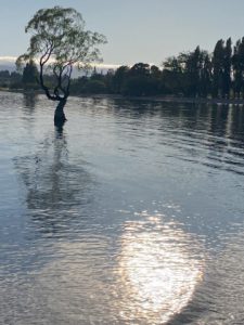 De Wanaka tree ‘s ochtends vroeg