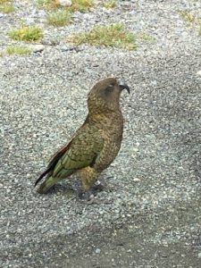 De brutale Kea vogel