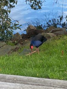 De pukake vloopvogel