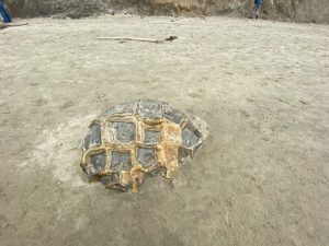 Lijkt net een schildpad deze steen