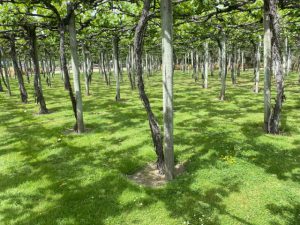 Onder de druivenstruiken
