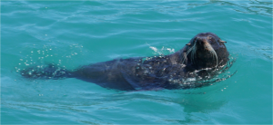 Onderweg steekt een zeehond zijn kop boven water