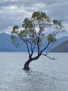 Wanaka tree zoals iedereen die op de foto zet