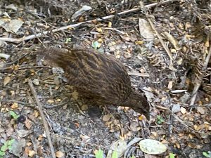 Weka bird