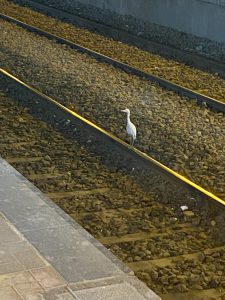 Als er toch nog geen trein komt is dit wel veilig
