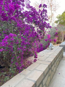 bougainville in de botanische tuin