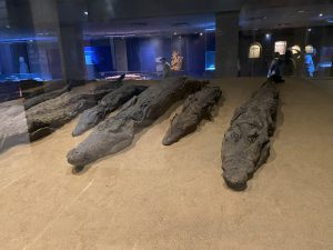 gemummificeerde krokodillen