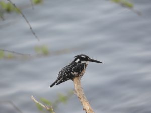 ijsvogel