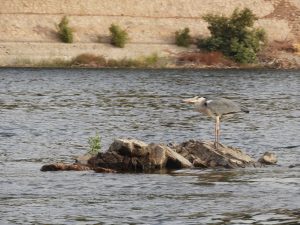 reiger